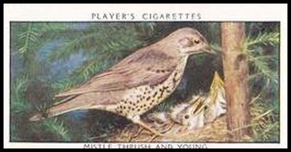 32PWB 38 Mistle Thrush and Young.jpg